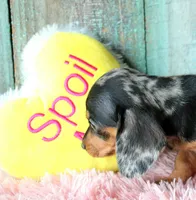 FullOfDreams, a female Miniature Dachshund for sale in Homer, GA – 3 of 5