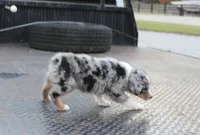 AppleFritters, a male Australian Shepherd for sale in Homer, GA – 2 of 4