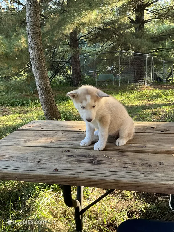 Koda – Siberian Husky puppy for sale in Prophetstown, IL