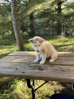 Koda, a male Siberian Husky for sale in Prophetstown, IL – 1 of 1