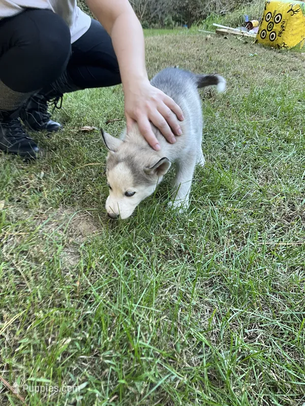 Ghost – Siberian Husky puppy for sale in Prophetstown, IL