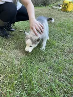 Ghost, a male Siberian Husky for sale in Prophetstown, IL – 1 of 2