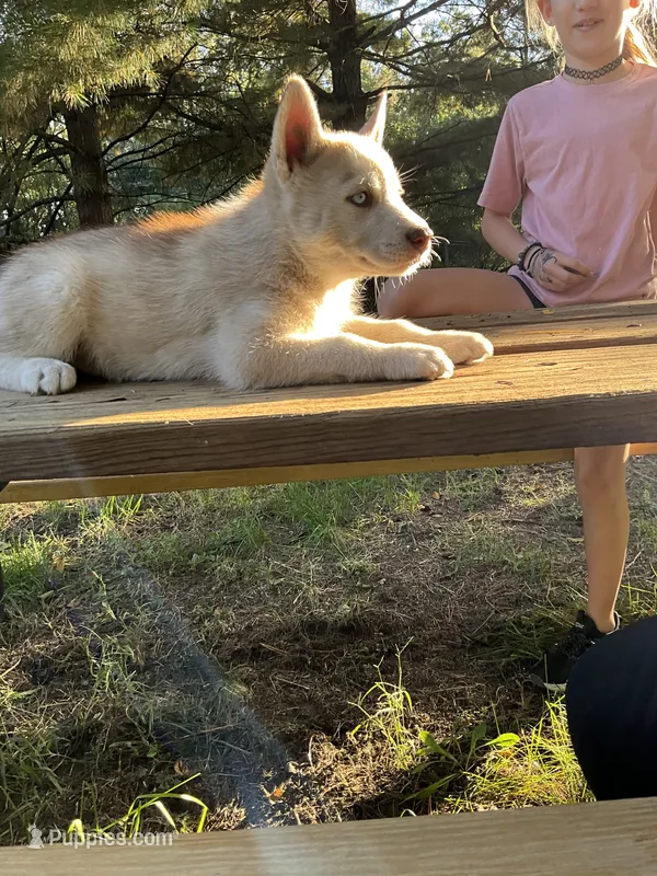 Maya – Siberian Husky puppy for sale in Prophetstown, IL