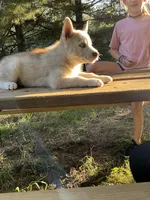 Maya, a female Siberian Husky for sale in Prophetstown, IL – 1 of 1