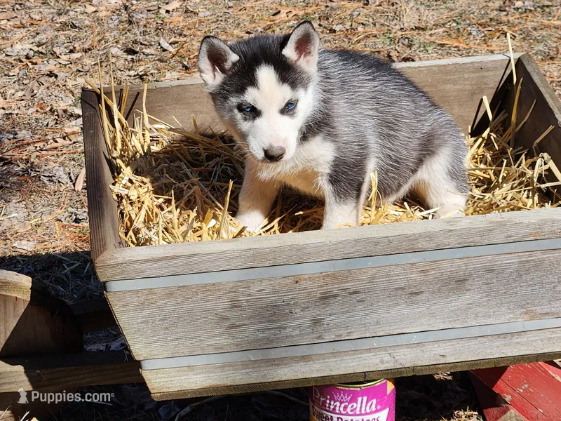 Ranger – Siberian Husky puppy for sale in Prophetstown, IL