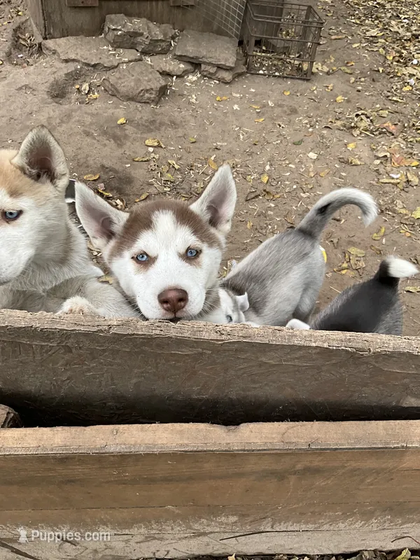 Koda – Siberian Husky puppy for sale in Prophetstown, IL