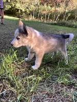 Ghost, a male Siberian Husky for sale in Prophetstown, IL – 2 of 2