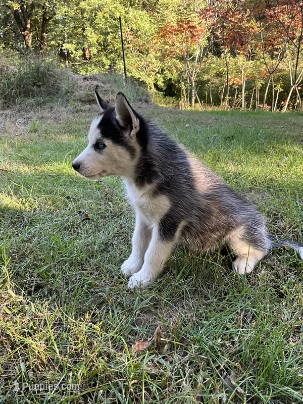 Kaya – Siberian Husky puppy for sale in Prophetstown, IL