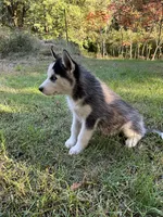 Kaya, a female Siberian Husky for sale in Prophetstown, IL – 1 of 1
