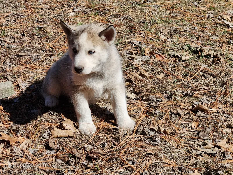 Hyka – Siberian Husky puppy for sale in Prophetstown, IL