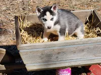 Kodi, a female Siberian Husky for sale in Prophetstown, IL – Photo 1 of 2