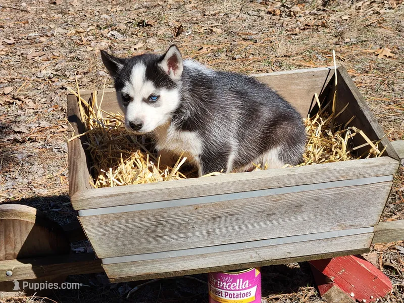 Koda – Siberian Husky puppy for sale in Prophetstown, IL