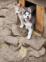 Kodi, a female Siberian Husky for sale in Prophetstown, IL – Photo 2 of 2