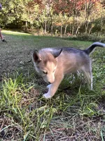 Ranger, a male Siberian Husky for sale in Prophetstown, IL – 1 of 1