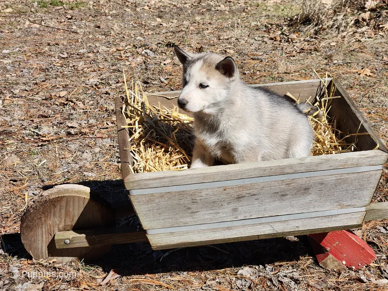 Tayga – Siberian Husky puppy for sale in Prophetstown, IL