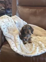 🤎 READY NOW 💙, a male Miniature Dachshund for sale in Priddy, TX – 4 of 10