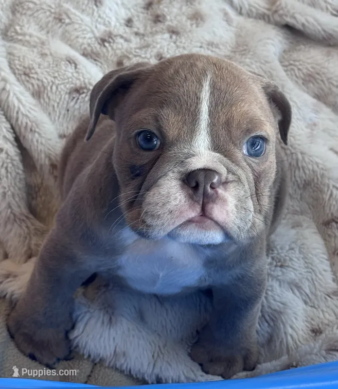 Kay T’s 🩷 F2 – English Bulldog puppy for sale in Priddy, TX
