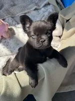 Cruella’s 🤎 , a male French Bulldog for sale in Priddy, TX – 3 of 6