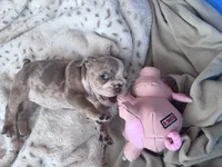 Kay T’s 🩷 F1, a female English Bulldog for sale in Priddy, TX – 10 of 10