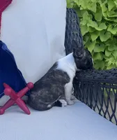 Panda’s M3 🖤🤎, a male Frenchton for sale in Priddy, TX – 8 of 10