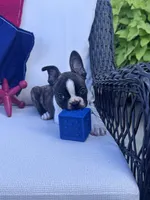 Panda’s M3 🖤🤎, a male Frenchton for sale in Priddy, TX – 5 of 10