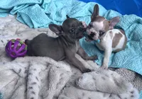 Lola’s 💜 1, a male French Bulldog for sale in Priddy, TX – Photo 8 of 8