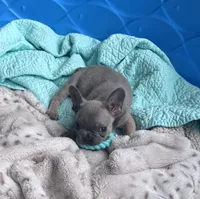 Lola’s 💜 1, a male French Bulldog for sale in Priddy, TX – Photo 3 of 8