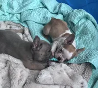 Lola’s 💜 1, a male French Bulldog for sale in Priddy, TX – Photo 7 of 8