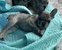 Lola’s 🩵 5, a male French Bulldog for sale in Priddy, TX – Photo 3 of 4