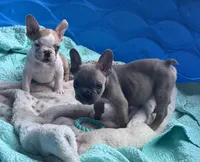 Lola’s 💜 1, a male French Bulldog for sale in Priddy, TX – Photo 6 of 8