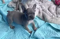 Lola’s 💜 1, a male French Bulldog for sale in Priddy, TX – Photo 2 of 8