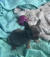 Lola’s 💜 1, a male French Bulldog for sale in Priddy, TX – Photo 5 of 8