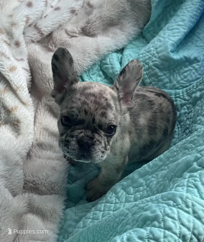 Lola’s 🩵 5 – French Bulldog puppy on hold in Priddy, TX