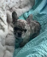 Lola’s 🩵 5, a male French Bulldog for sale in Priddy, TX – Photo 1 of 4