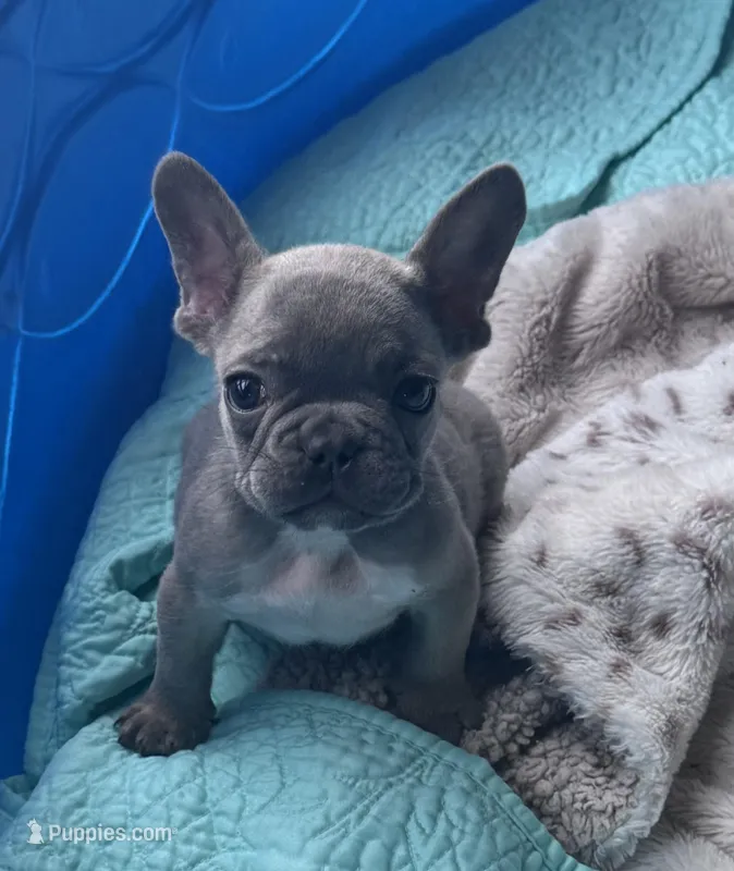 Lola’s 💜 1 – French Bulldog puppy for sale in Priddy, TX