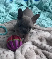 Lola’s 💜 1, a male French Bulldog for sale in Priddy, TX – Photo 4 of 8