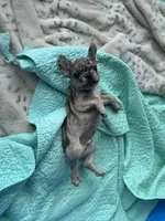 Lola’s 🩵 5, a male French Bulldog for sale in Priddy, TX – Photo 4 of 4