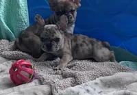 Lola’s 🩵 5, a male French Bulldog for sale in Priddy, TX – Photo 2 of 4