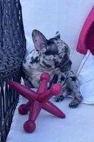 Panda’s M2 🖤, a male Frenchton for sale in Priddy, TX – 2 of 5