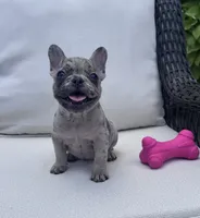 Poppy’s 🩵 girl, a female French Bulldog for sale in Priddy, TX – 4 of 10