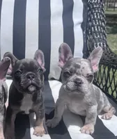 Annie’s 💞3, a female French Bulldog for sale in Priddy, TX – 5 of 8