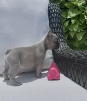 Poppy’s 💜 fawn, a female French Bulldog for sale in Priddy, TX – 2 of 10