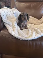 🤎 READY NOW 💙, a male Miniature Dachshund for sale in Priddy, TX – 9 of 10