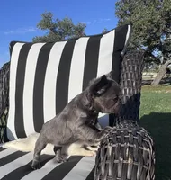 Indi’s F1, a female French Bulldog for sale in Priddy, TX – 2 of 6