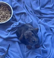 🤎 READY NOW 💙, a male Miniature Dachshund for sale in Priddy, TX – 2 of 10