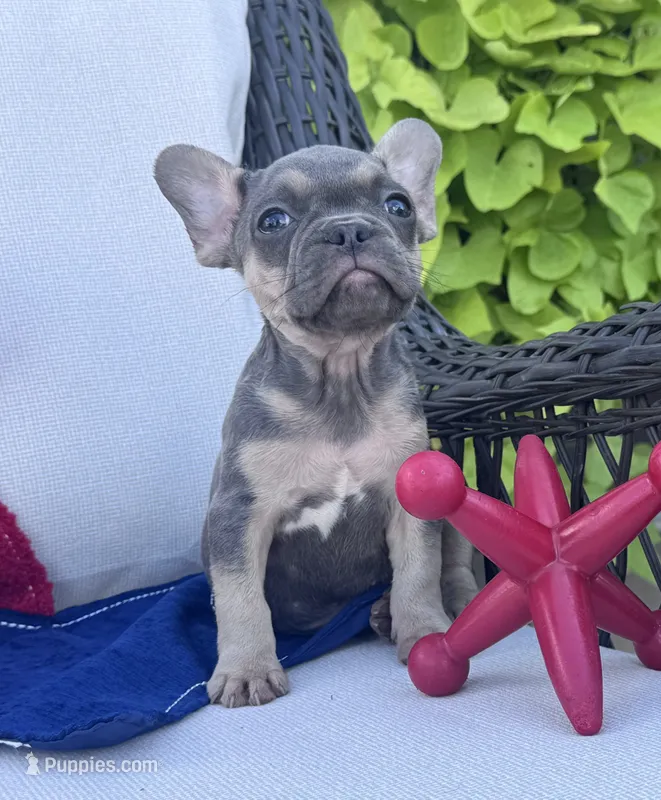 Poppy’s 💙🤎 – French Bulldog puppy for sale in Priddy, TX