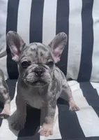Annie’s 🩷2, a female French Bulldog for sale in Priddy, TX – 7 of 9