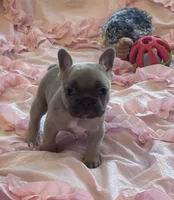 Poppy’s 💜 fawn, a female French Bulldog for sale in Priddy, TX – 5 of 10