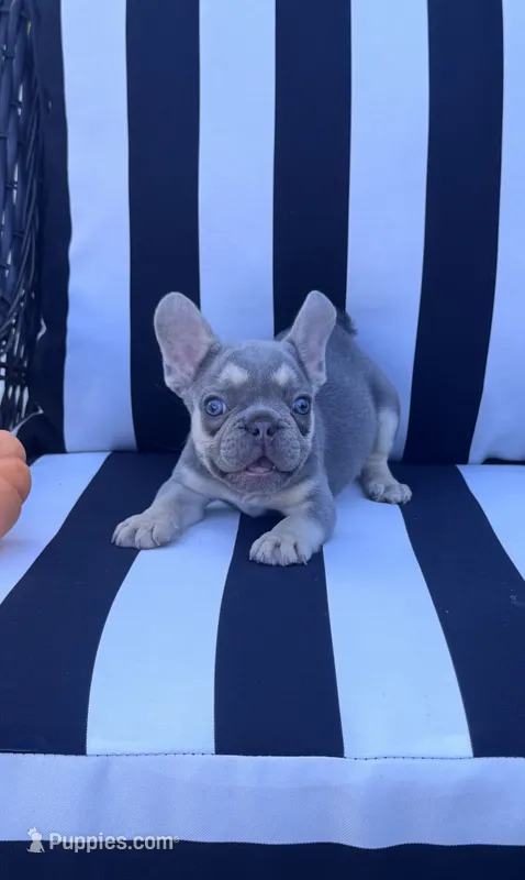 Pfeiffer’s M2 💜 – French Bulldog puppy for sale in Priddy, TX
