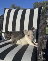 Indi’s M1, a male French Bulldog for sale in Priddy, TX – 7 of 10